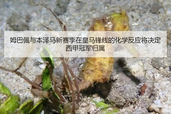 mu-ba-pei-yu-ben-ze-ma-xin-sai-ji-zai-huang-ma-feng-xian-de-hua-xue-fan-ying-jiang-jue-ding-xi-jia-guan-jun-gui-shu-3-780.jpg